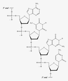 Src Nucleic Acid01 - Dna Single Strand Chemical Structure, HD Png Download, Transparent PNG